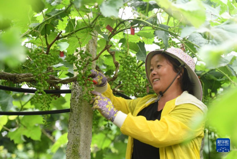 5月6日，在廣西東蘭縣武篆鎮(zhèn)東里村葡萄園，村民在管護(hù)葡萄。