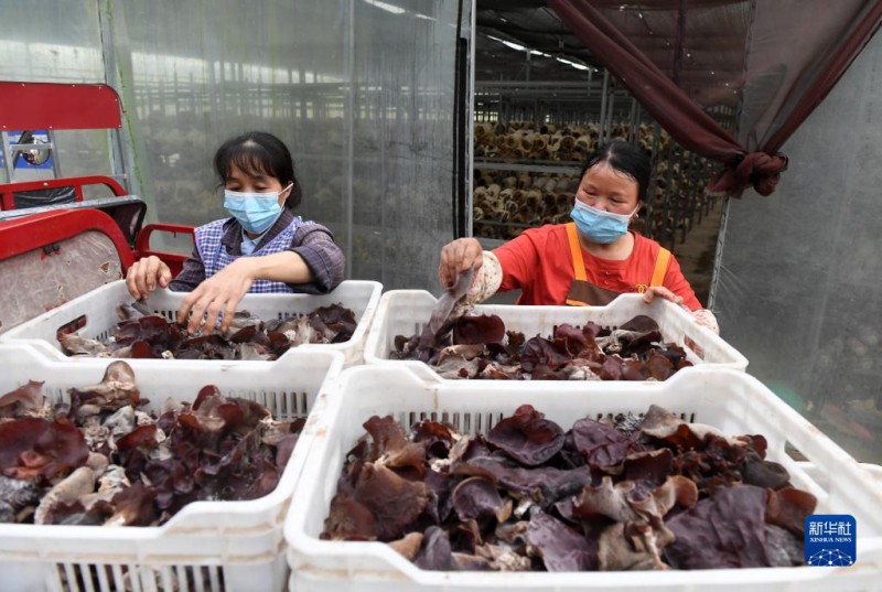 5月6日，在廣西東蘭貴隆生態(tài)農(nóng)業(yè)科技有限公司食用菌產(chǎn)業(yè)園，工人分揀剛采摘的食用菌。